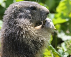 marmotte